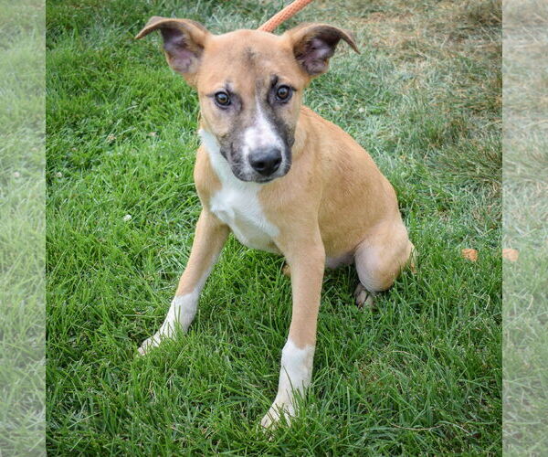 Medium Photo #5 German Shepherd Dog-Unknown Mix Puppy For Sale in Huntley, IL, USA