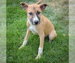 Small #4 German Shepherd Dog Mix