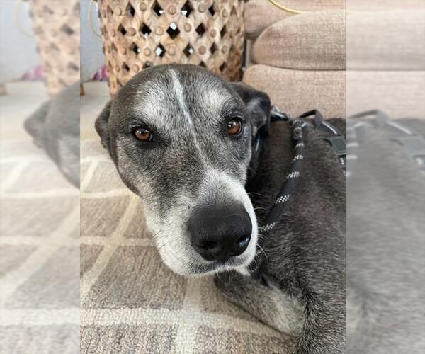 Medium Photo #1 Labrador Retriever Puppy For Sale in Ogden, UT, USA