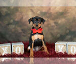 Small Photo #7 Miniature Pinscher Puppy For Sale in WARSAW, IN, USA