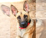 *BOO - Female German Shepherd Dog-Unknown Mix Dog for Adoption - Small photo