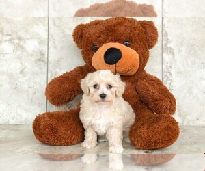 Maltipoo Puppy for sale in AMITY, NC, USA