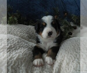 Medium Bernese Mountain Dog