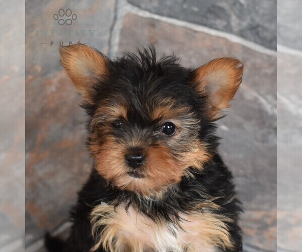 Medium Photo #2 Yorkshire Terrier Puppy For Sale in MILL HALL, PA, USA