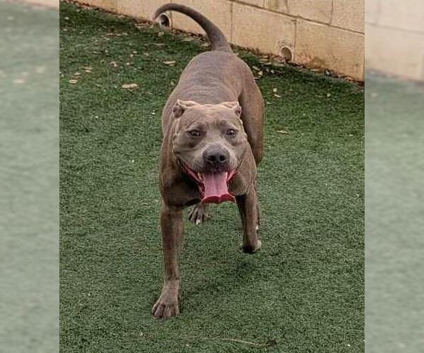 Medium Photo #5 American Pit Bull Terrier-Unknown Mix Puppy For Sale in Rockwall, TX, USA