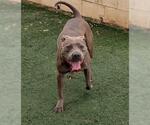 Small #4 American Pit Bull Terrier Mix