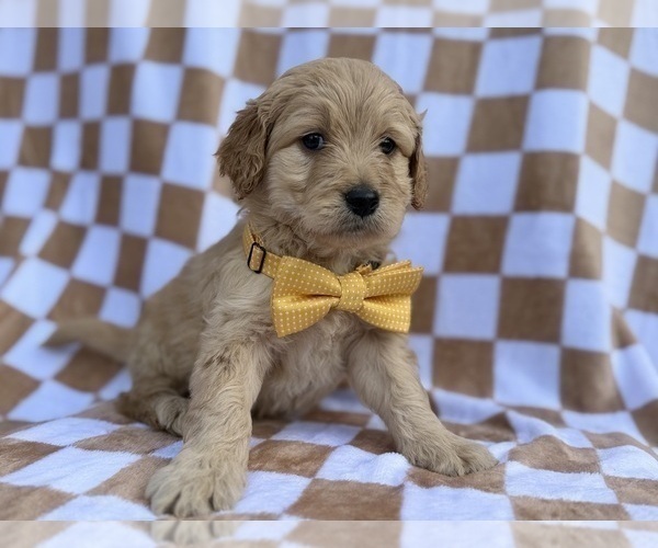 Medium Photo #7 Goldendoodle Puppy For Sale in LAKELAND, FL, USA