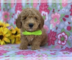 Goldendoodle (Miniature) Puppy for sale in LANCASTER, PA, USA