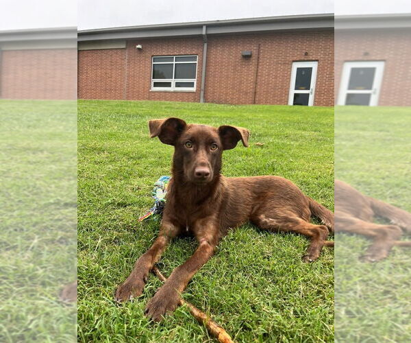 Medium Photo #1 Mutt Puppy For Sale in Evansville, IN, USA