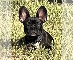 French Bulldog Puppy for sale in PARRISH, FL, USA