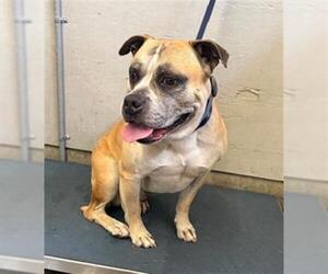 Mutt Dogs for adoption in Camarillo, CA, USA