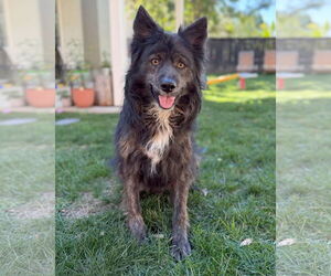 Siberian Husky-Unknown Mix Dogs for adoption in Corona, CA, USA