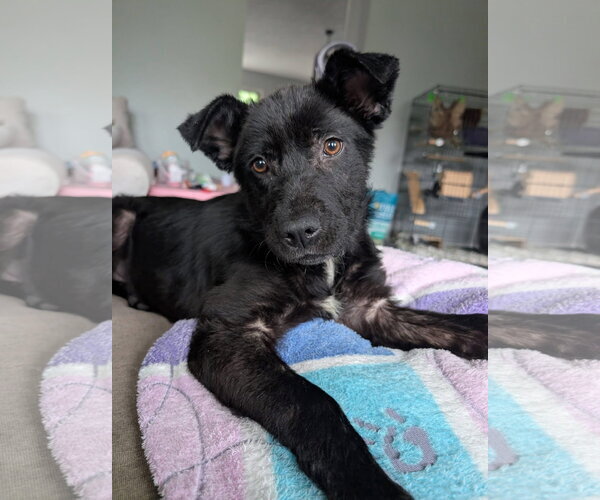Medium Photo #2 Mutt Puppy For Sale in Germantown, OH, USA