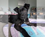 Small #1 Mutt