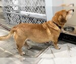 Small Photo #5 Basset Hound-Labrador Retriever Mix Puppy For Sale in Deepwater, NJ, USA