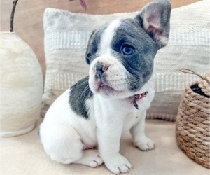 French Bulldog Puppy for sale in REDLANDS, CA, USA