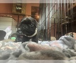 Small Photo #16 Frenchie Pug Puppy For Sale in BLOOMINGTON, IL, USA