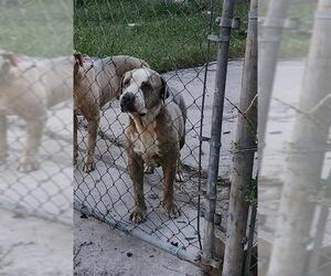 American Staffordshire Terrier-Unknown Mix Dogs for adoption in San Antonio, TX, USA