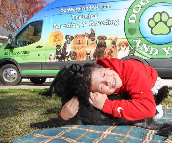 Medium Photo #5 Black Russian Terrier Puppy For Sale in S CHARLESTON, WV, USA