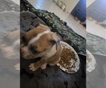 Small Photo #23 French Bulldog Puppy For Sale in CHINO HILLS, CA, USA