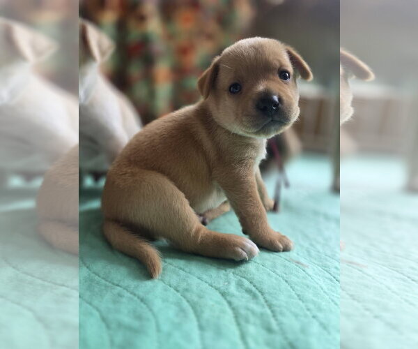 Medium Photo #2 Mutt Puppy For Sale in Holly Springs, NC, USA
