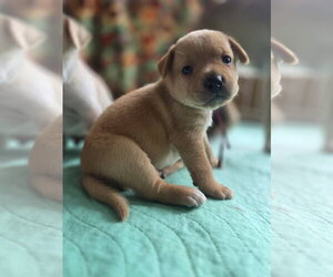 Amber - Willow Mae Litter - Male Mutt Dog for Adoption - Photo #2