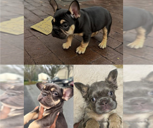 French Bulldog Puppy for sale in GREENSBORO, NC, USA