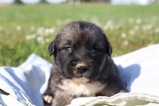 Caucasian Shepherd Dog Puppy for sale in GLASGOW, KY, USA