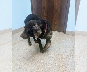 Holly - Female Labrador Retriever Dog for Adoption - Photo #8