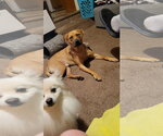 Small #11 Rhodesian Ridgeback Mix