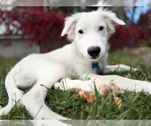 Snow - Male Mutt Dog for Adoption