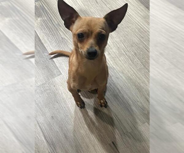 Medium Photo #1 Chihuahua-Unknown Mix Puppy For Sale in San Antonio, TX, USA