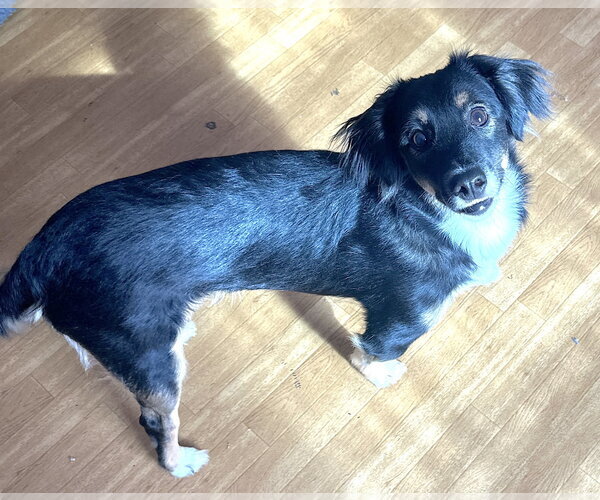 Medium Photo #2 Border-Aussie Puppy For Sale in Mount Airy, NC, USA