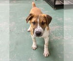 Small #5 Retriever  Mix