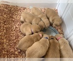 Small #10 Golden Retriever