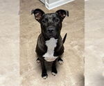 Small #1 American Pit Bull Terrier Mix
