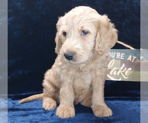 Labradoodle Puppy for Sale in MOMEYER, North Carolina USA