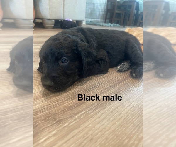 Medium Photo #3 Golden Mountain Doodle  Puppy For Sale in CHOUDRANT, LA, USA