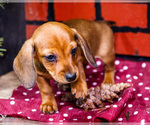Small #5 Dachshund