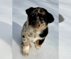 Australian Shepherd Puppy for sale in FAIR HAVEN, MI, USA