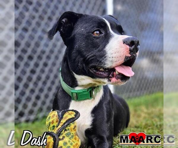 Medium Photo #3 American Staffordshire Terrier-Bulldog Mix Puppy For Sale in Maryville, TN, USA