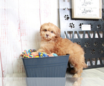 Small Photo #3 Shih-Poo Puppy For Sale in MARIETTA, GA, USA
