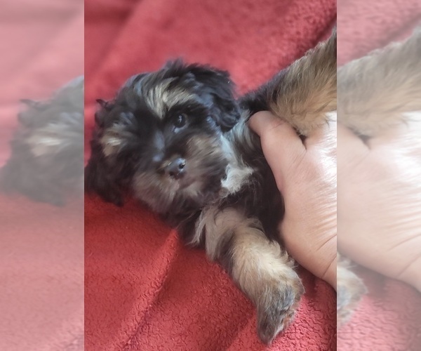 Medium Photo #60 Yorkshire Terrier Puppy For Sale in AKRON, OH, USA
