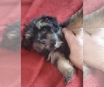 Small Photo #60 Yorkshire Terrier Puppy For Sale in AKRON, OH, USA