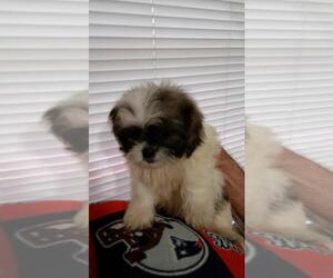 Shih Tzu Puppy for sale in BELL, FL, USA