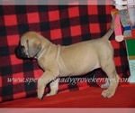 Small #4 Mastiff