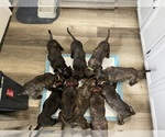 Small #10 America Bandogge Mastiff-Cane Corso Mix