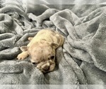 Small #22 French Bulldog