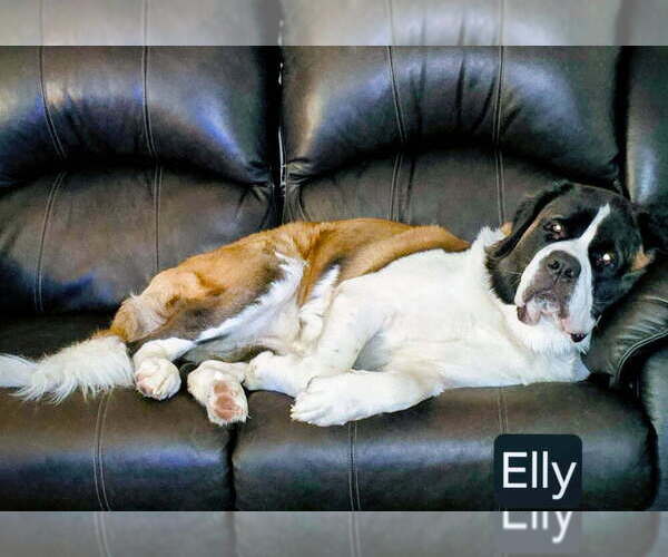 Medium Photo #1 Saint Bernard Puppy For Sale in CONVOY, OH, USA
