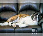 Small Photo #1 Saint Bernard Puppy For Sale in CONVOY, OH, USA